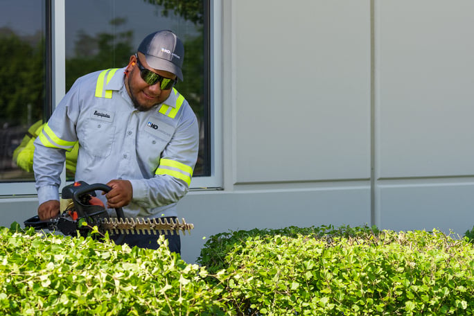 commercial maintenance technician shearing pruning hedge 6