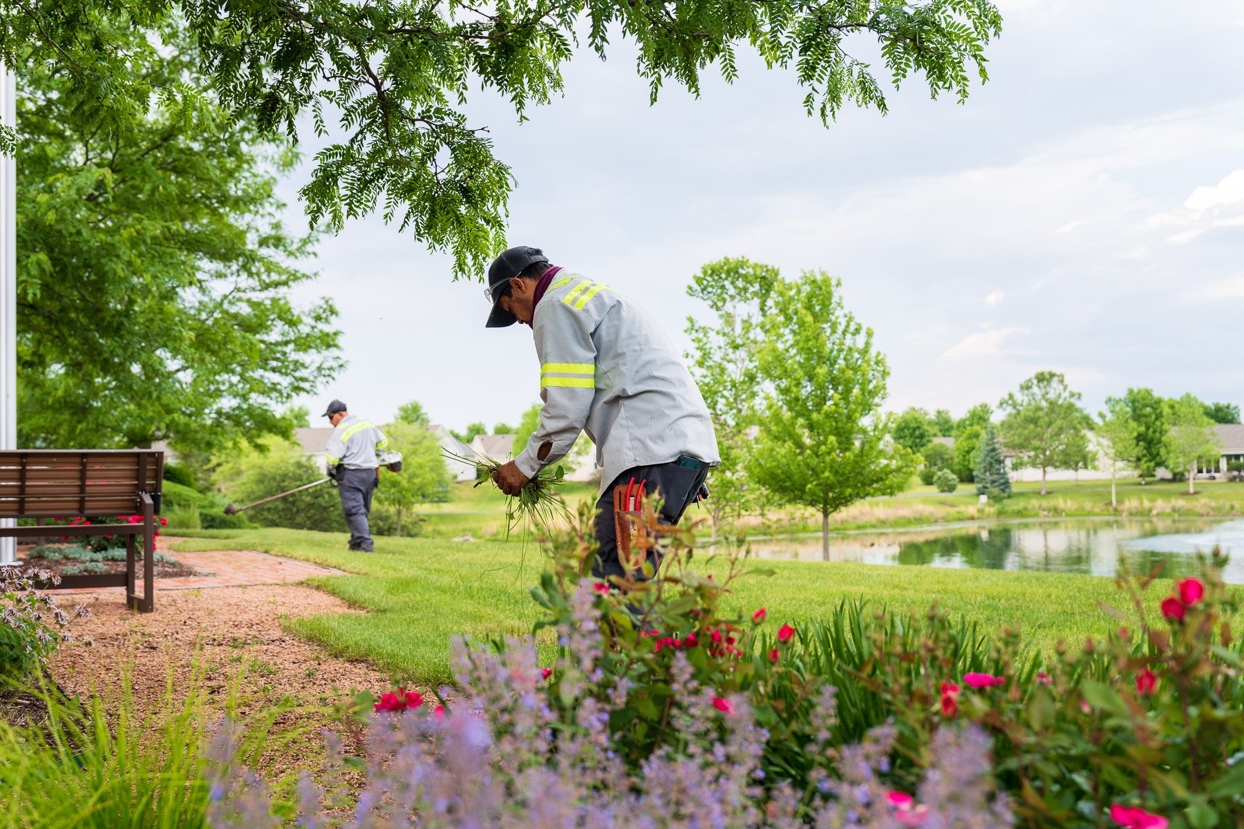 commercial maintenance technician weeding a perennial bed