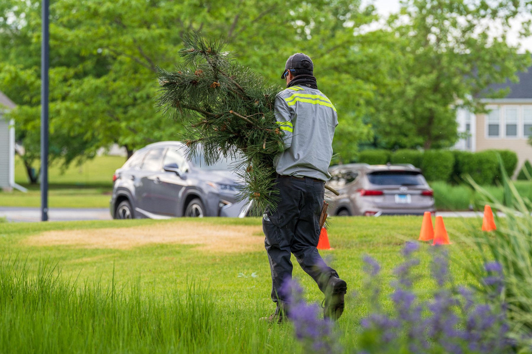 landscape maintenance team carries pruned limbs