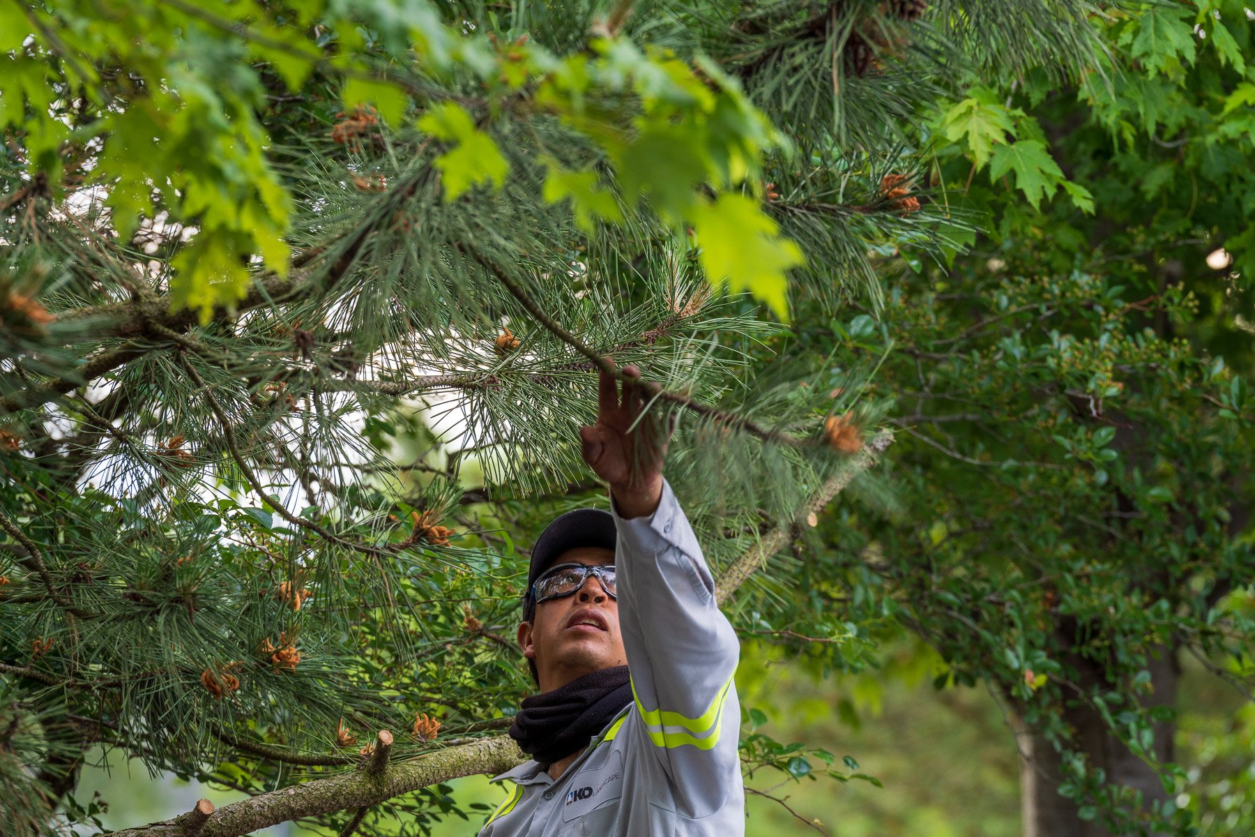 commercial maintenance technician pruning an evergreen tree