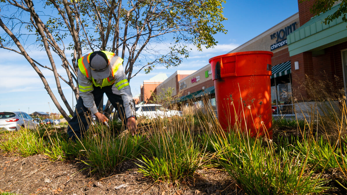 landscapign crew cleaning perennials in a planting bed near a chicago retail center