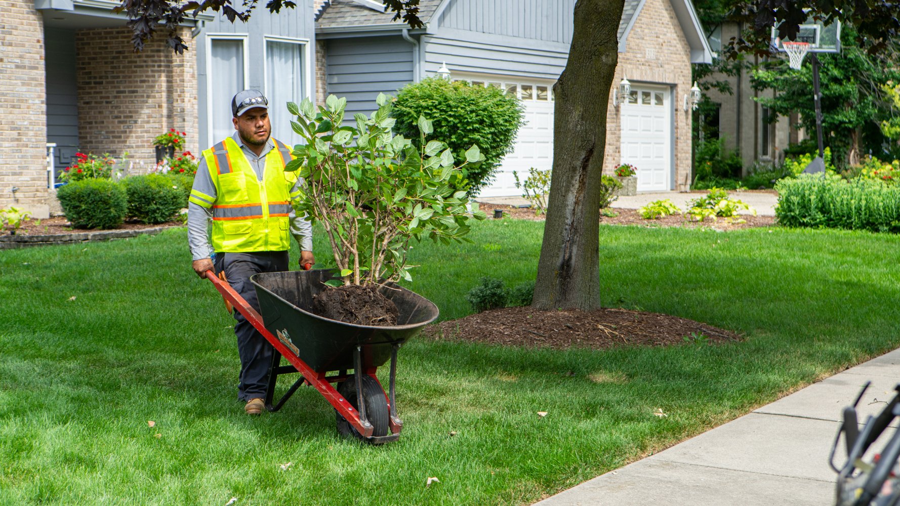 landscape installation crew member transplanting a shrub in residential front yard