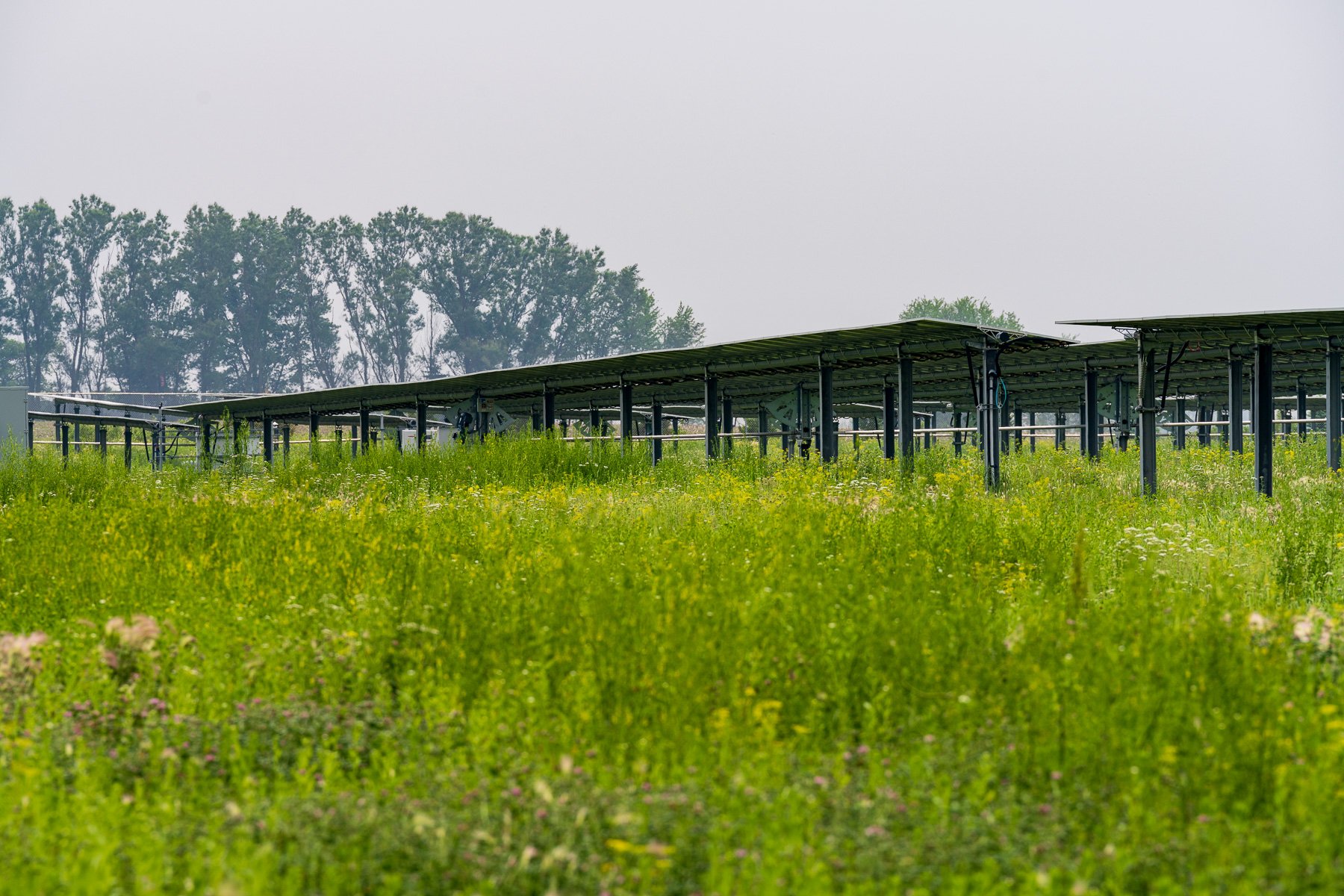 solar maintenance no mowing native plants 10