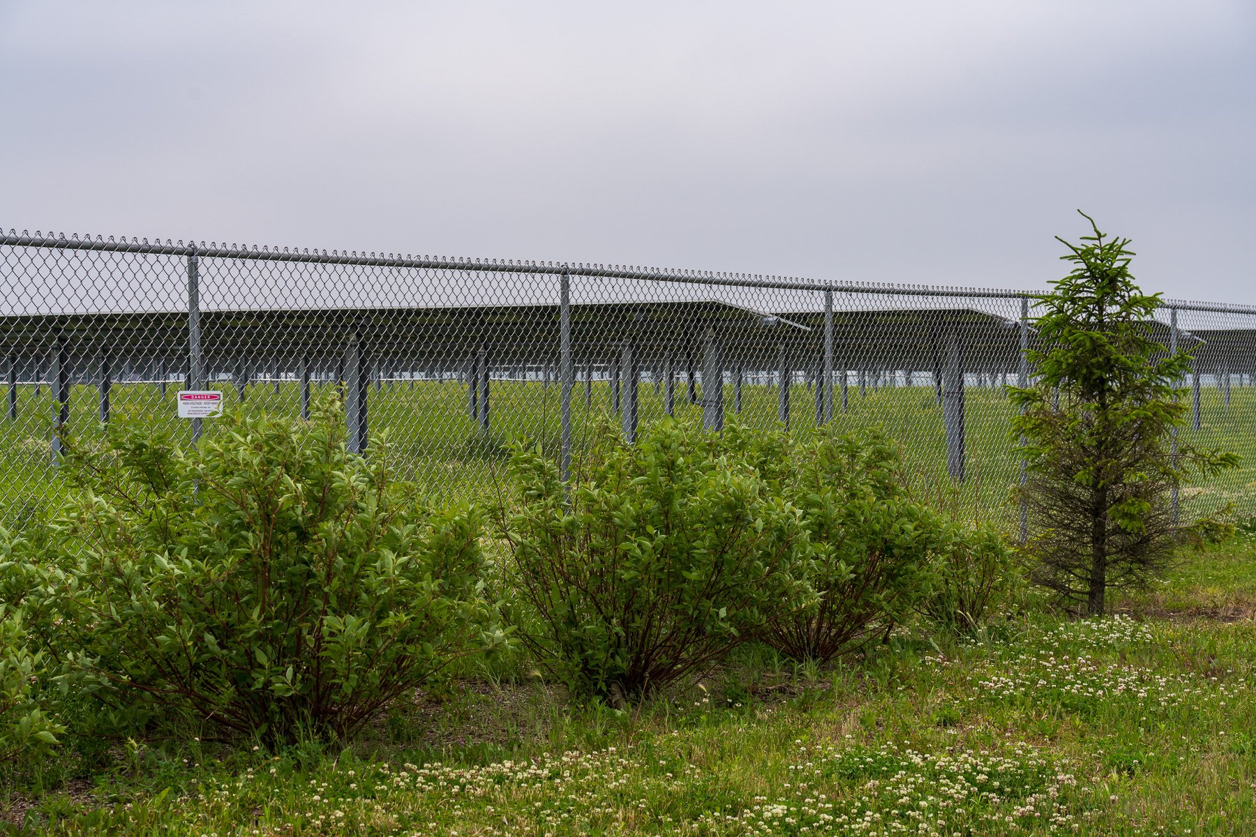 solar maintenance no mowing native plants 13