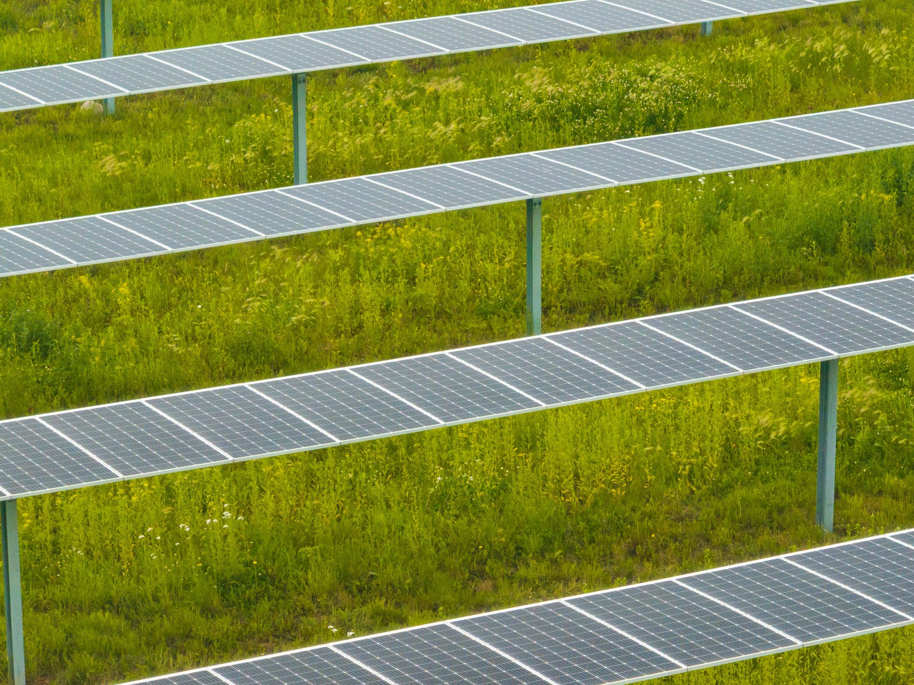 solar maintenance no mowing native plants 4