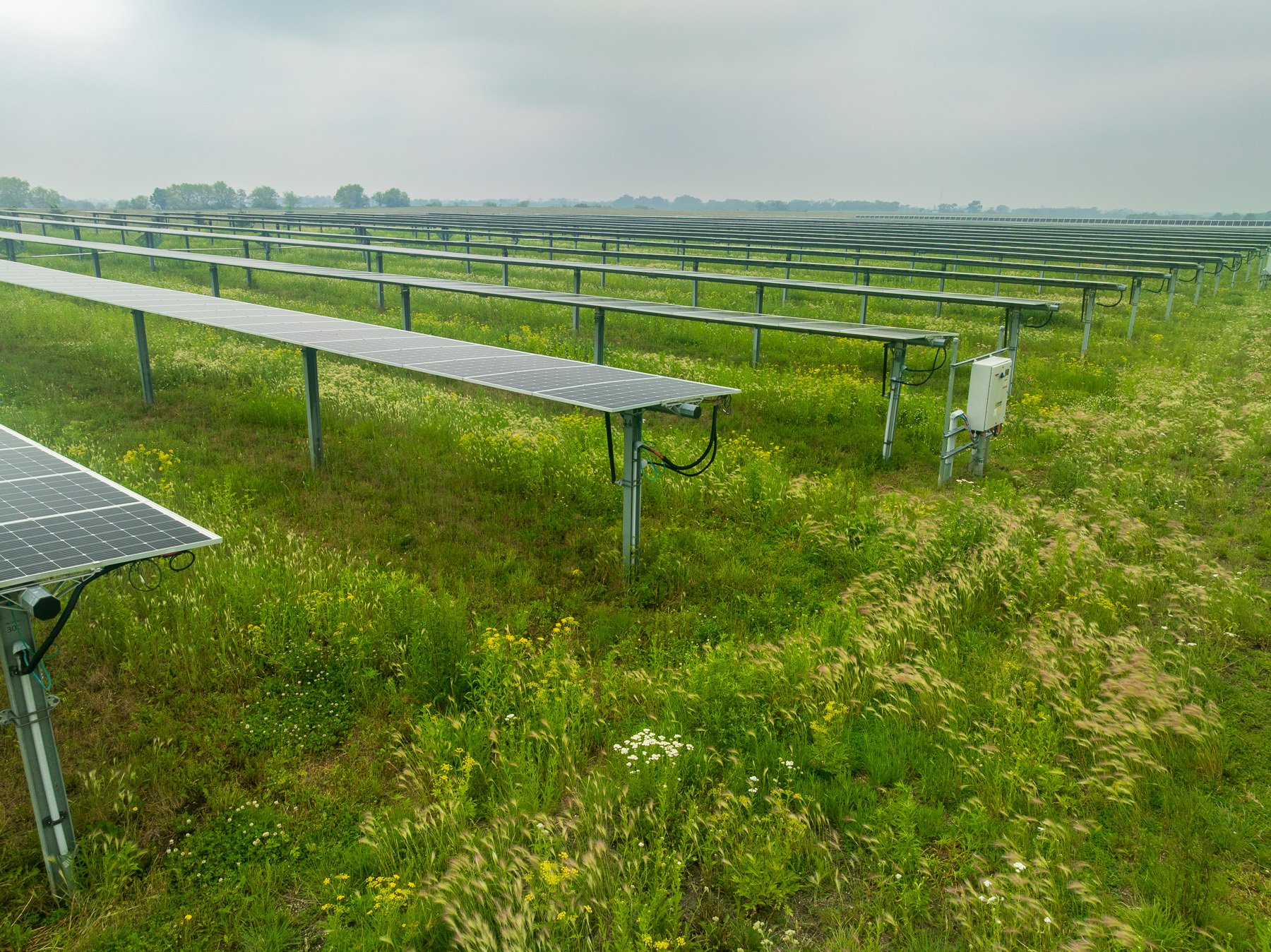 solar maintenance no mowing native plants