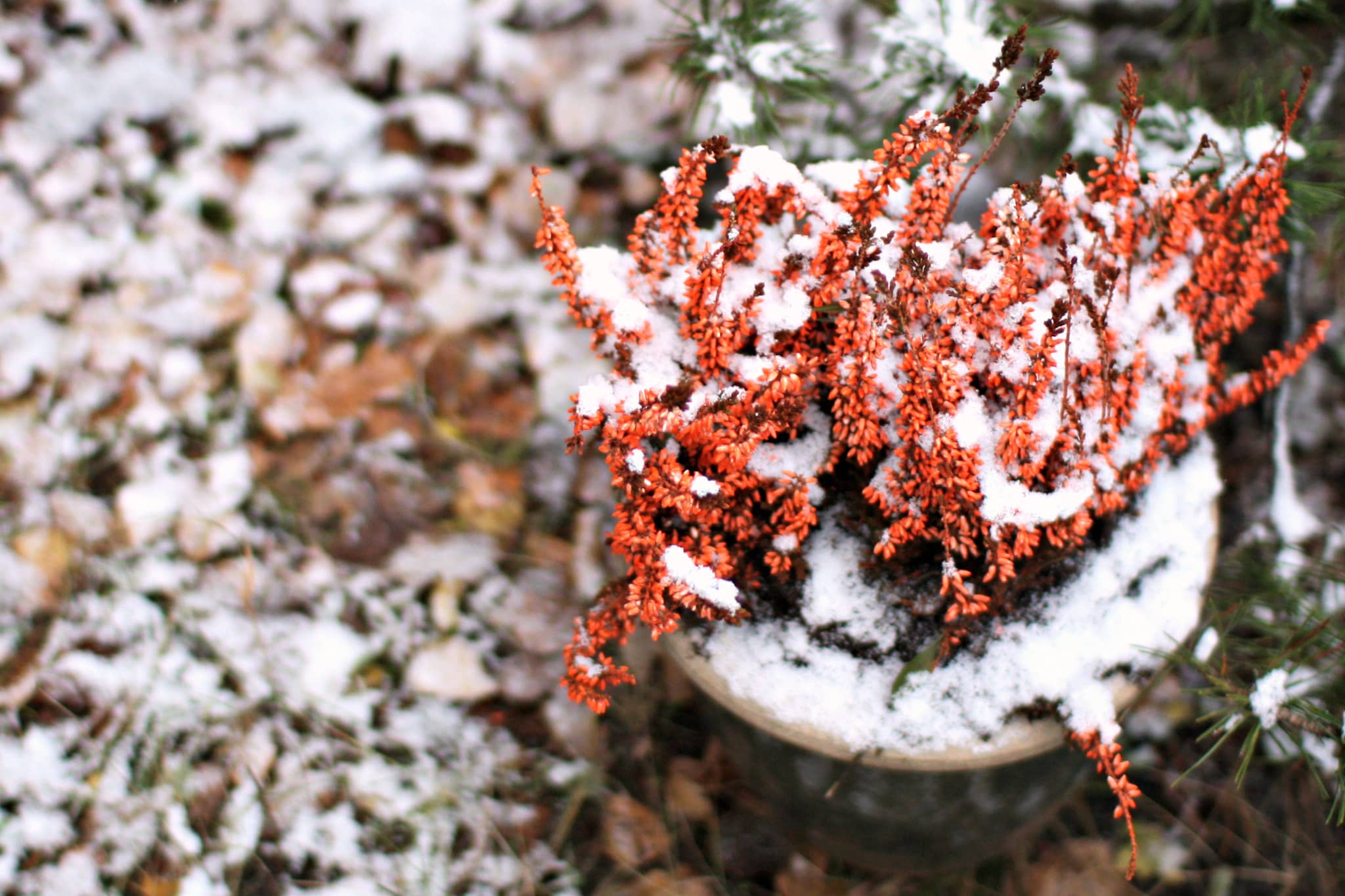 winter plant pot snow (1)