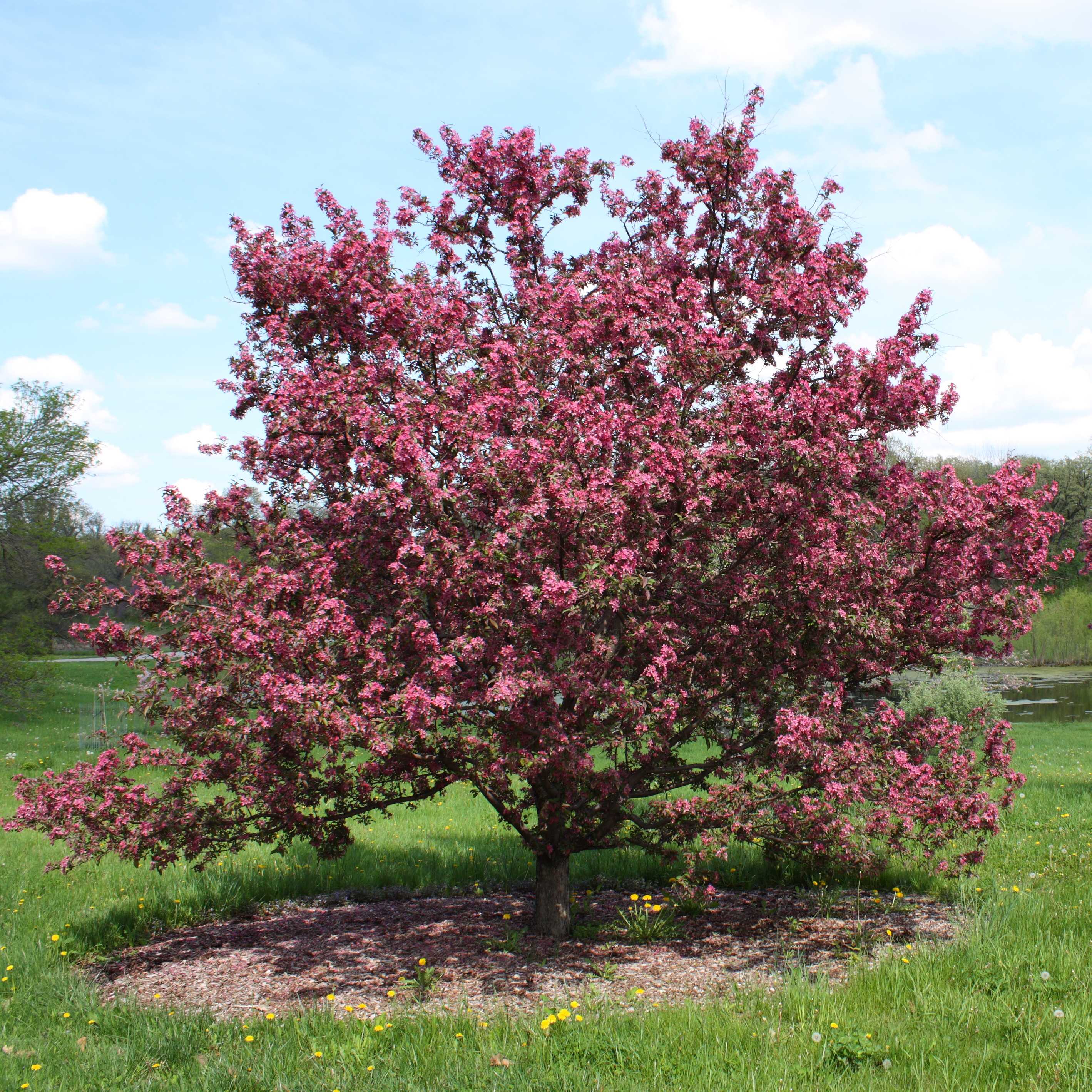 Crabapple (Malus) Purple Prince