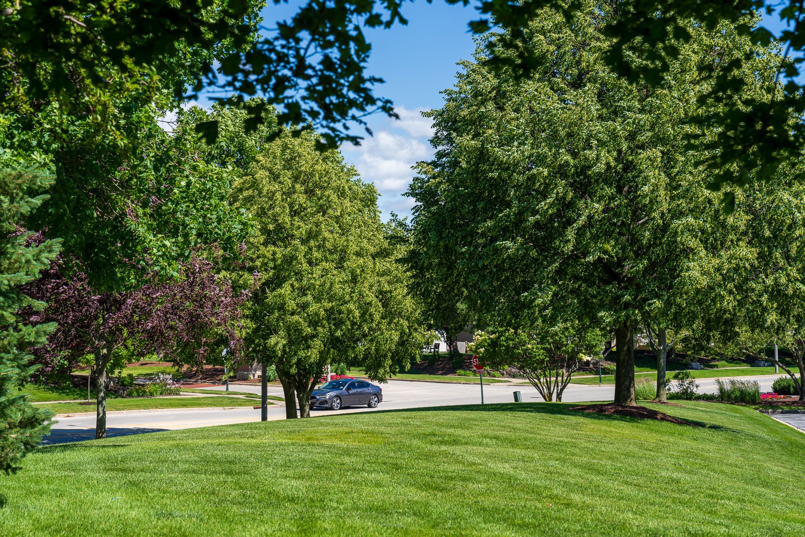 Climate-Resilient Trees: Selecting Trees for Chicago’s Changing Landscapes