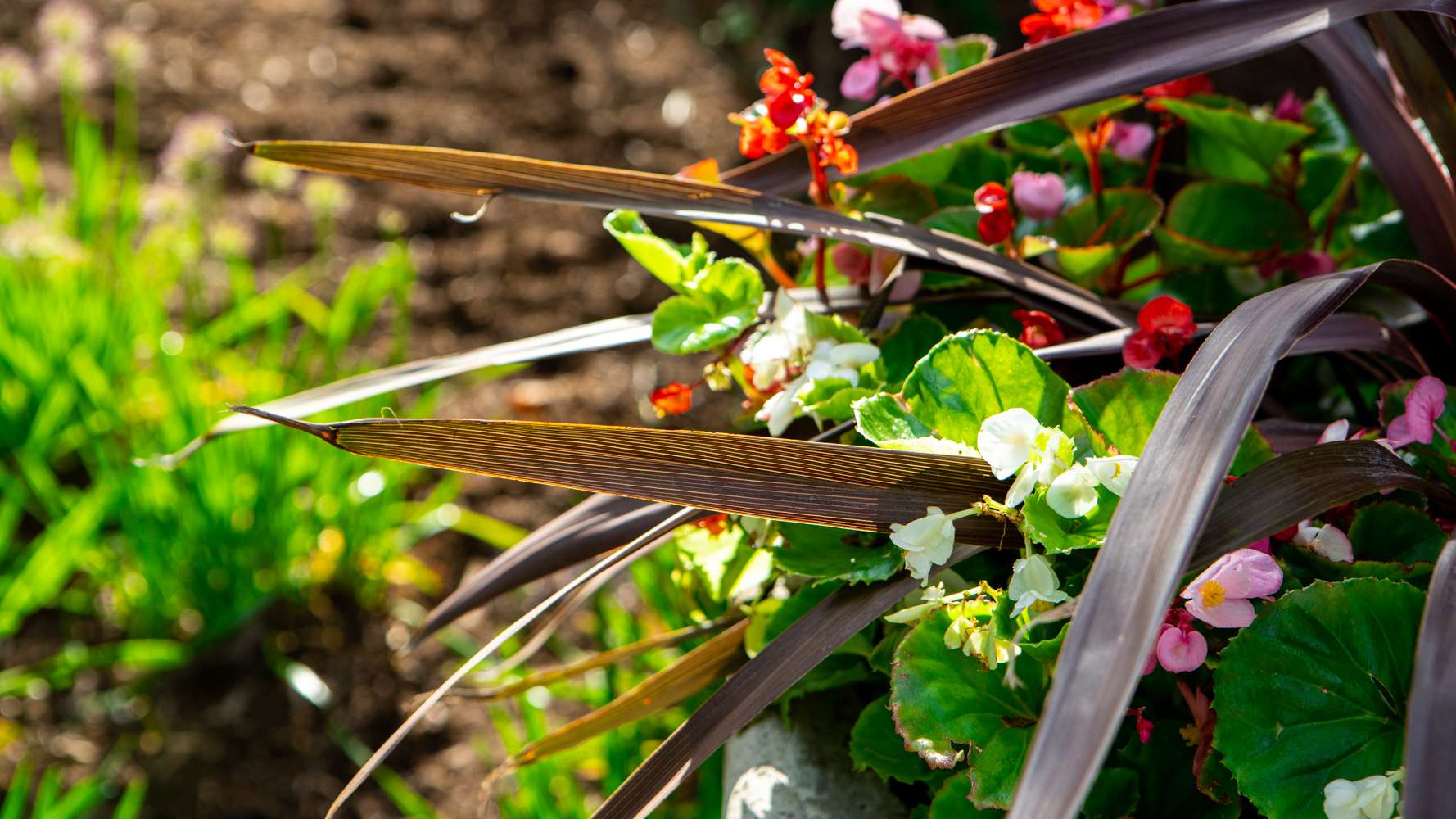 Container Gardening Service vs. DIY Container Planting: 4 Facts to Consider