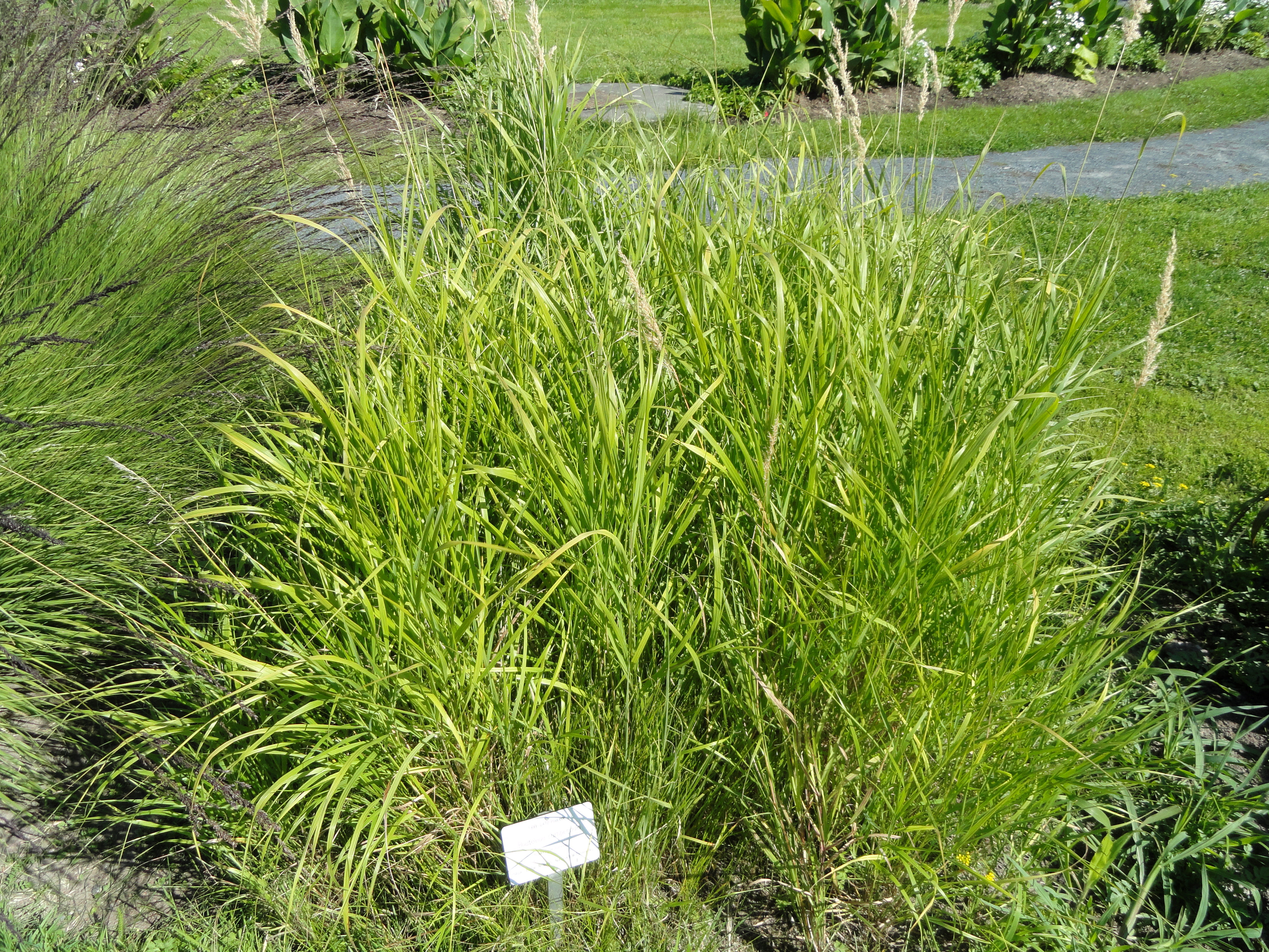 Side-Oats Grama (Bouteloua curtipendula) CC