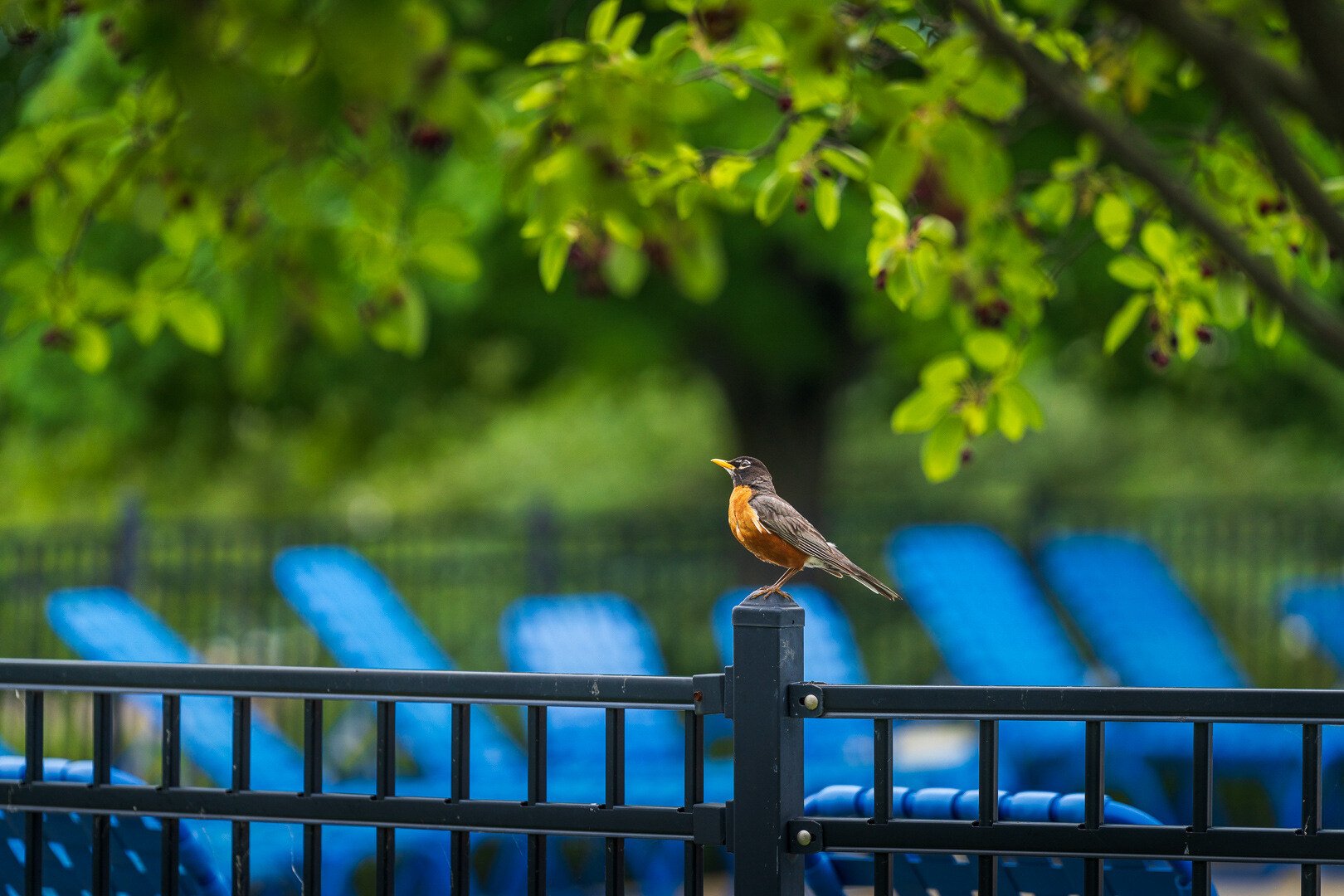 Trees Dropping Leaves in Spring & Summer? Identifying Tree Health Issues in Greater Chicago